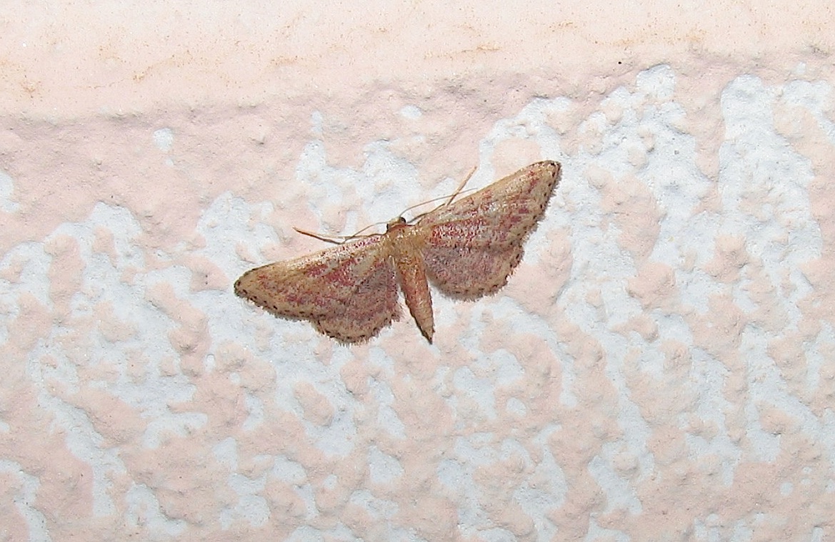 Idaea Infirmaria?